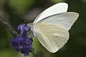 Florida White - Hodges#4190 - photo 2