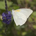 Florida White - Hodges#4190 - photo 3
