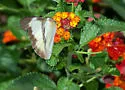 Florida White - Hodges#4190 - photo 4