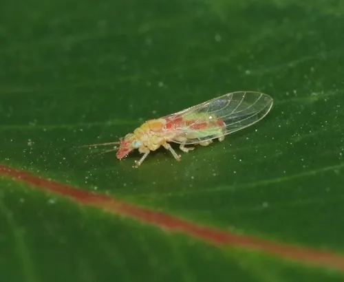 Red Gum Lerp Psyllid
