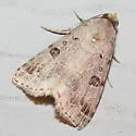 Glympis concors - Hodges#8478 - photo 2