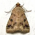 Glympis concors - Hodges#8478 - photo 3