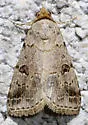 Glympis concors - Hodges#8478 - photo 4