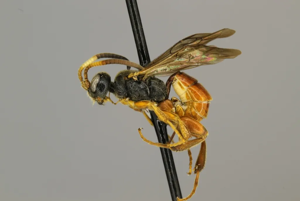 Glyphicnemis mandibularis - photo 2