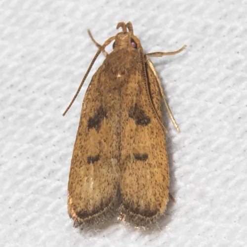 Glyphidocera democratica - Hodges#1137 - photo 4