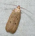 Glyphidocera dimorphella - Hodges#1143
