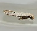 Glyphidocera dimorphella - Hodges#1143 - photo 2