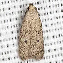 Glyphidocera dimorphella - Hodges#1143 - photo 3