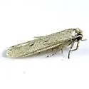 Glyphidocera dimorphella - Hodges#1143 - photo 4
