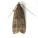 Glyphidocera floridanella - Hodges#1138