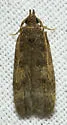 Glyphidocera floridanella - Hodges#1138 - photo 4