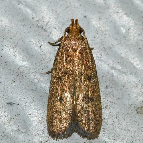 Juniper Tip Moth - photo 4