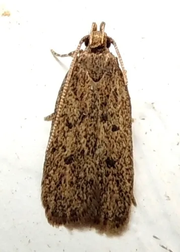 Juniper Tip Moth - photo 5