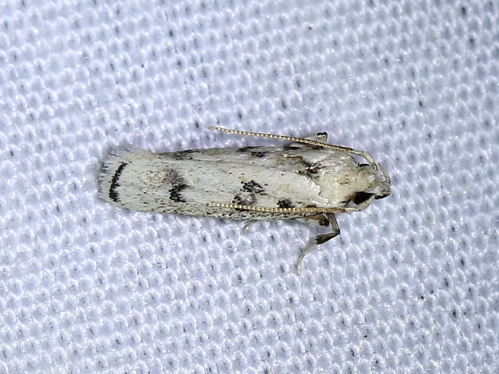 Five-spotted Glyphidocera - photo 2
