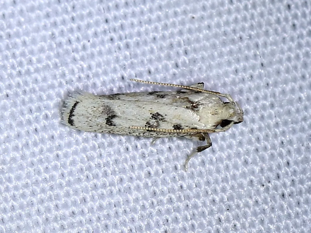 Five-spotted Glyphidocera - photo 3