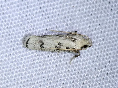 Five-spotted Glyphidocera - photo 4