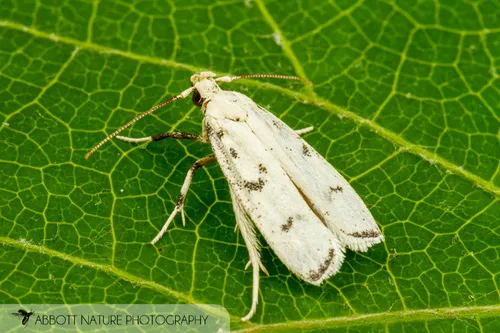 Five-spotted Glyphidocera - photo 5