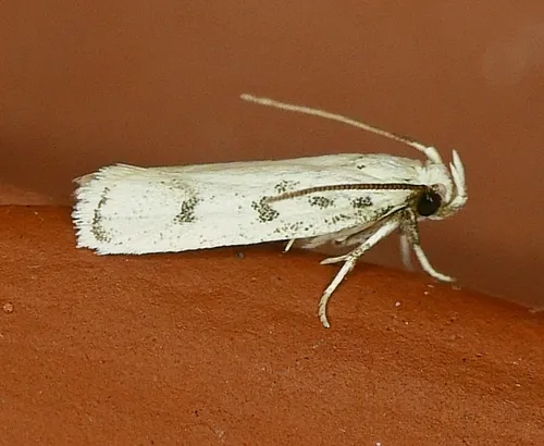 Five-spotted Glyphidocera - photo 6