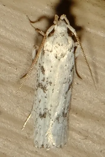 Five-spotted Glyphidocera - photo 7