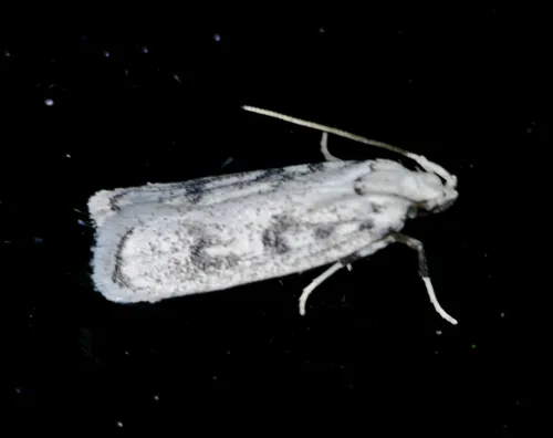 Five-spotted Glyphidocera - photo 8