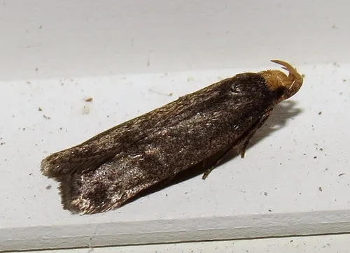 Glyphidocera lithodoxa - Hodges#1140
