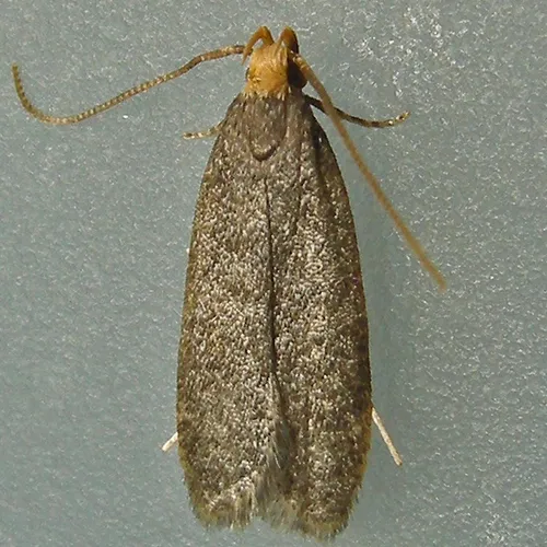 Glyphidocera lithodoxa - Hodges#1140 - photo 5