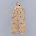 Glyphidocera meyrickella - Hodges#1141