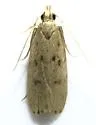 Glyphidocera meyrickella - Hodges#1141 - photo 2
