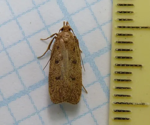Glyphidocera septentrionella - Hodges#1142
