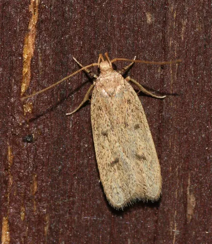Glyphidocera septentrionella - Hodges#1142 - photo 5