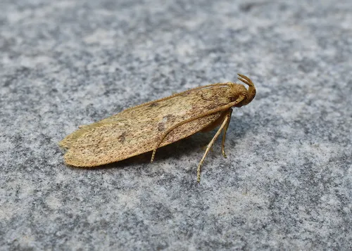 Glyphidocera septentrionella - Hodges#1142 - photo 6