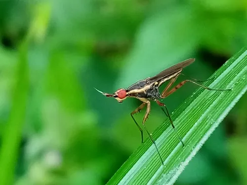 Glyphidops filosus