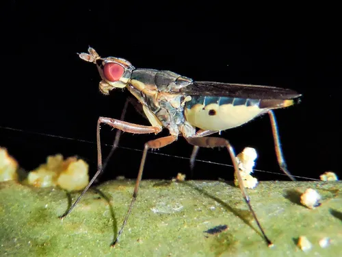 Glyphidops flavifrons - photo 2