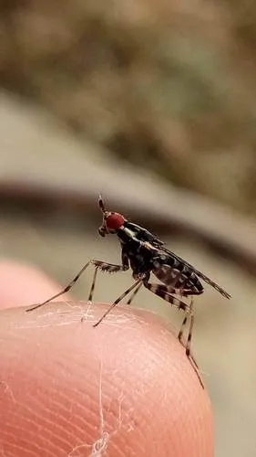 Glyphidops pluricellatus