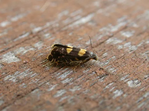 Sedge and False Diamondback Moths - photo 2