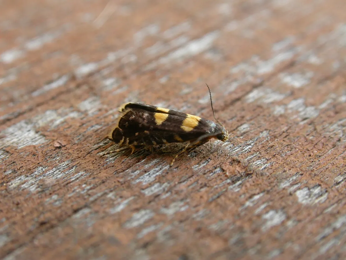 Sedge and False Diamondback Moths - photo 3