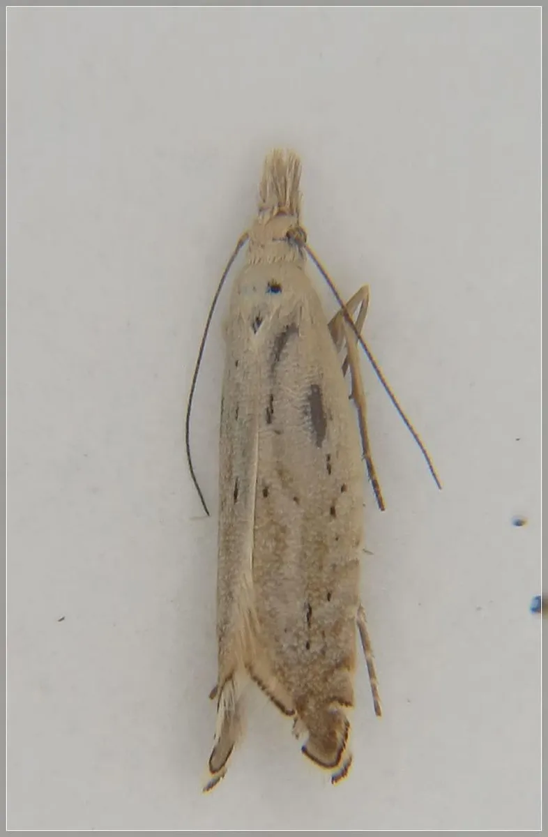 Cocksfoot stem borer - photo 3