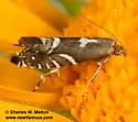 Glyphipterix arizonensis - Hodges#2342.4