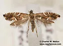 Glyphipterix arizonensis - Hodges#2342.4 - photo 2