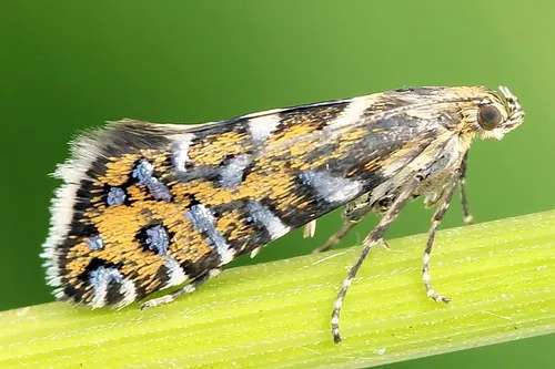 Glyphipterix bergstraesserella