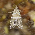 Glyphipterix bifasciata - Hodges#2339
