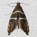Glyphipterix bifasciata - Hodges#2339 - photo 4