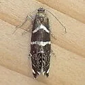 Glyphipterix bifasciata - Hodges#2339 - photo 5