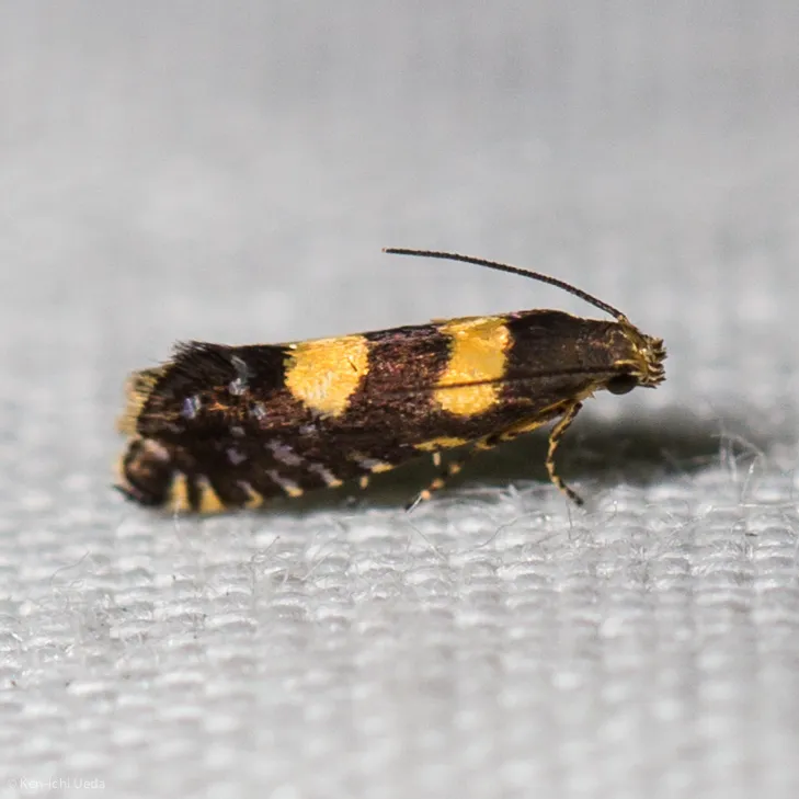 Glyphipterix chrysoplanetis - photo 3