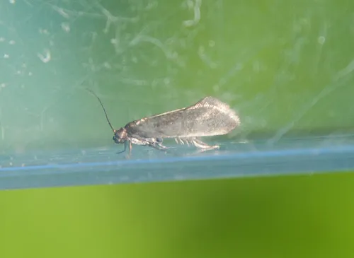 Glyphipterix fuscoviridella