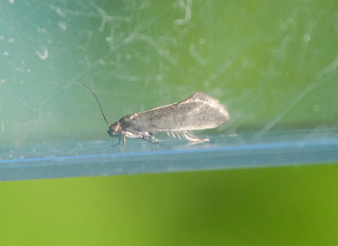 Glyphipterix fuscoviridella - photo 3
