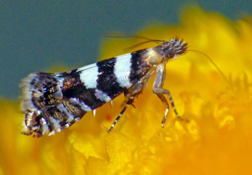 Metallic Sedge Moth - photo 2
