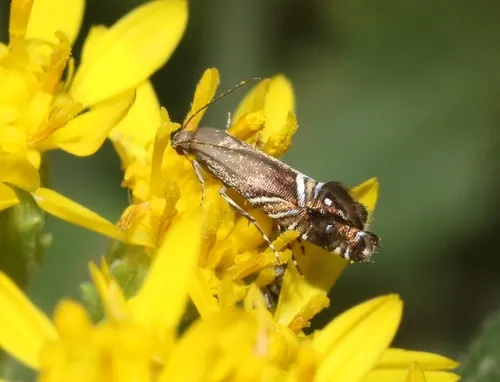 Glyphipterix montisella - Hodges#2344