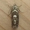 Glyphipterix powelli - Hodges#2338.1