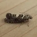 Glyphipterix powelli - Hodges#2338.1 - photo 2